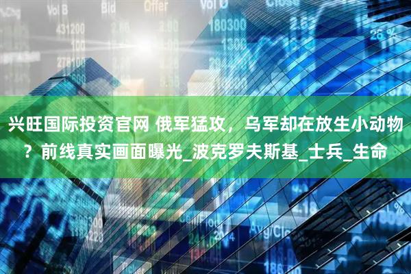 兴旺国际投资官网 俄军猛攻，乌军却在放生小动物？前线真实画面曝光_波克罗夫斯基_士兵_生命